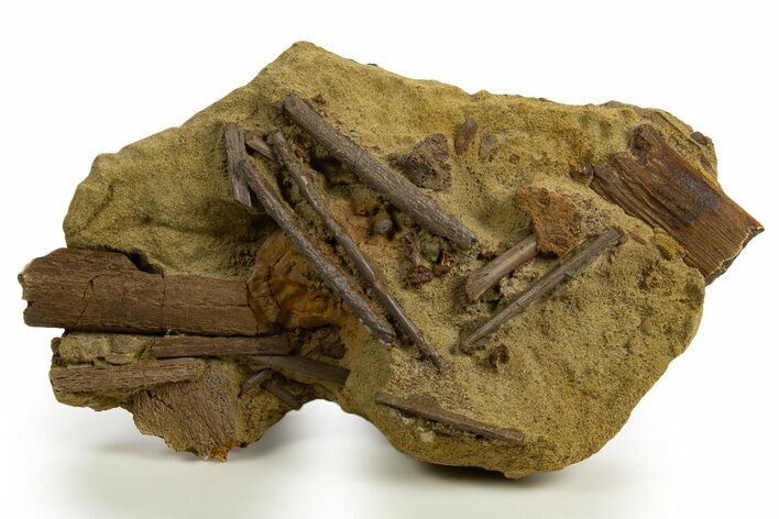 Fossil Hadrosaur Ribs & Ossified Tendons in Sandstone - Wyoming #331078